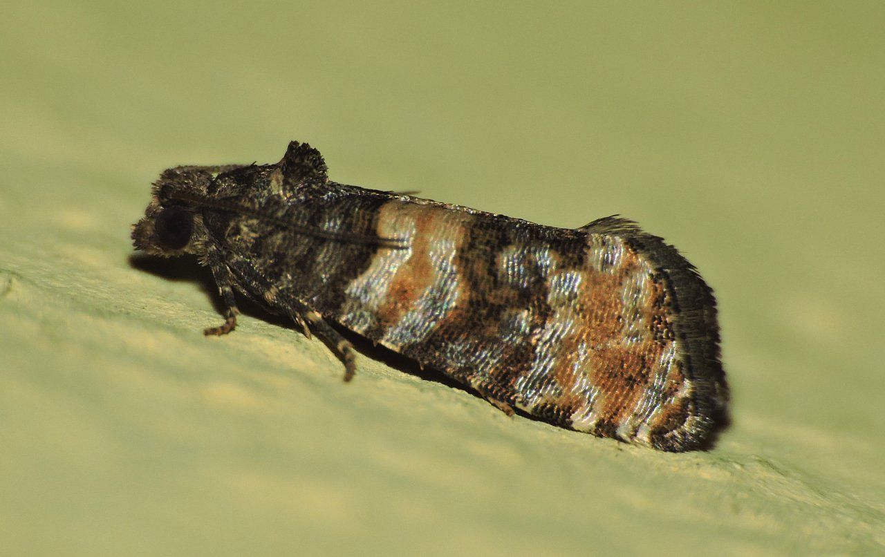 Tortricidae - Piniphila bifasciana